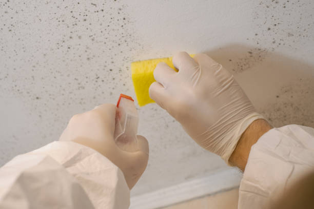 Best Residential Mold Inspection & Testing  in Campbelltown, PA