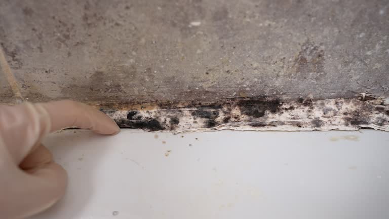 Best Emergency Mold Remediation  in Campbelltown, PA