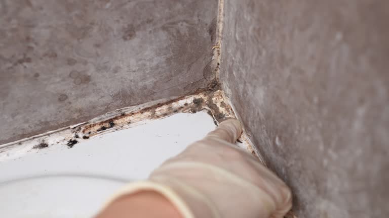 Professional Mold Removal in Campbelltown, PA